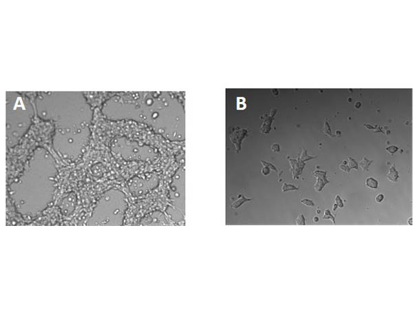 Collagen I for tissue engineering - Bovine Skin