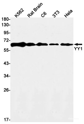 Anti-Recombinant YY1, clone R02-8A3