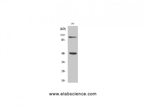 Anti-NFkappaB-p105/p50