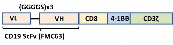 Anti-CD19 CAR-T Cells