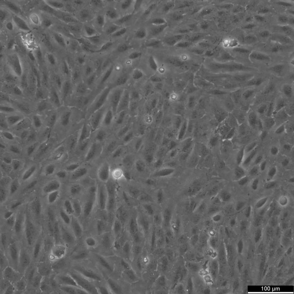 ARPE-19 Cells