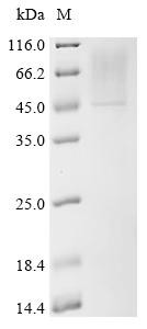 Sialidase-2 (NEU2), recombinant human