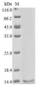 Carboxypeptidase D (CPD), partial, human, recombinant