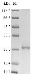 Myelin proteolipid protein (PLP1), human, recombinant
