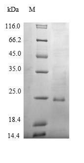 Pulmonary surfactant-associated protein B (SFTPB), partial, bovine, recombinant