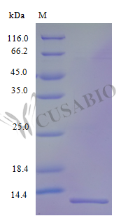 VEGF coregulated chemokine 1 protein (CXCL17) (Active), human, recombinant