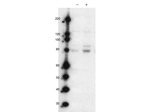 Anti-phospho-MARK2 (Thr 595)