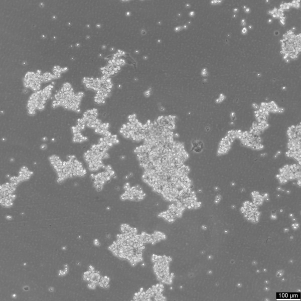 D341Med Cells