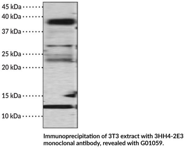 Anti-Histone H4 acetylated (K12) Monoclonal Antibody (Clone 4C10)