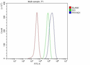 Anti-PHYHD1 / Phytanoyl-CoA dioxygenase domain-containing protein 1