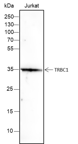 Anti-Recombinant TRBC1, clone A383
