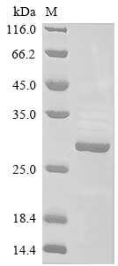 Anterior gradient protein 2 homolog (Agr2), mouse, recombinant