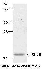 Anti-RheB, monoclonal