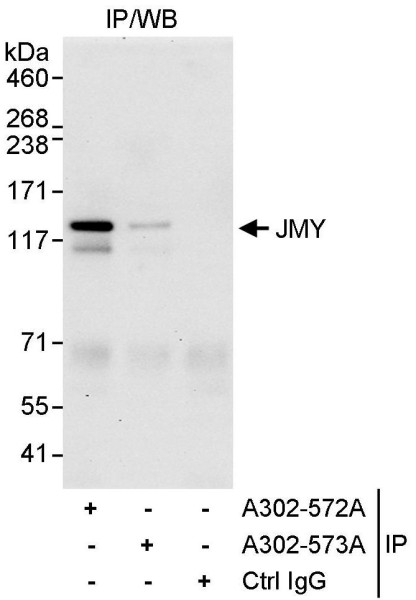 Anti-JMY