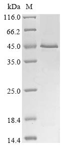 Cytokine receptor-like factor 1 (CRLF1), human, recombinant