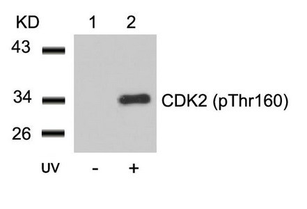 Anti-Phospho-CDK2 (Thr160)