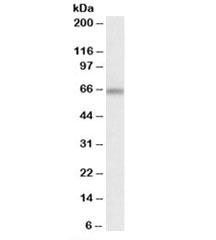 Anti-ATG16L1