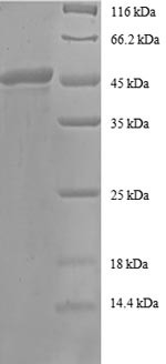 ADP-ribosylation factor 4 (ARF4), human, recombinant