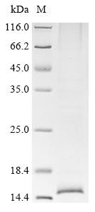 Inhibin beta A chain (INHBA), human, recombinant