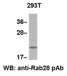 Anti-Rab28