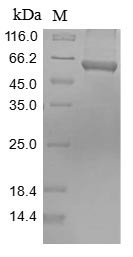 Pyruvate kinase PKM (Pkm), mouse, recombinant