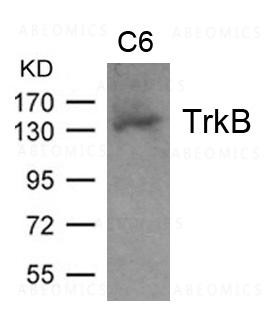 Anti-TrkB (Ab-705)