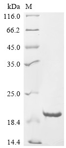Glycine cleavage system H protein, mitochondrial (GCSH), chicken, recombinant