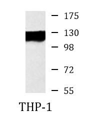 Anti-CD31, clone 2D3-B4-C8