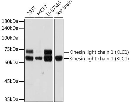 Anti-Kinesin light chain 1 (KLC1)