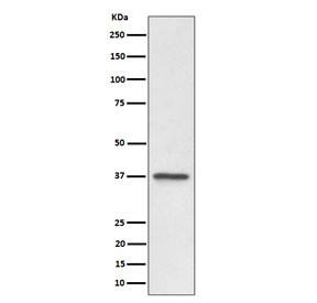 Anti-C3orf38, clone 29C43