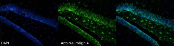 Anti-Neuroligin 4, clone S98-7