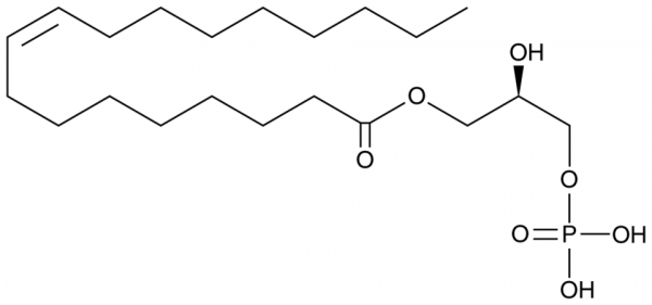 1-Oleoyl-2-hydroxy-sn-glycero-3-PA