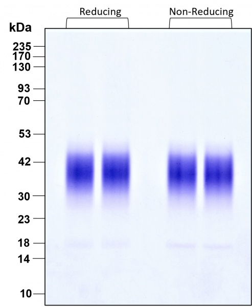 FGF-8b HumanKine(R) recombinant human protein
