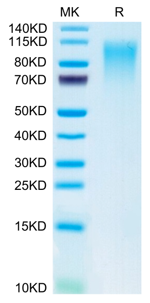 Mouse CD164 Protein