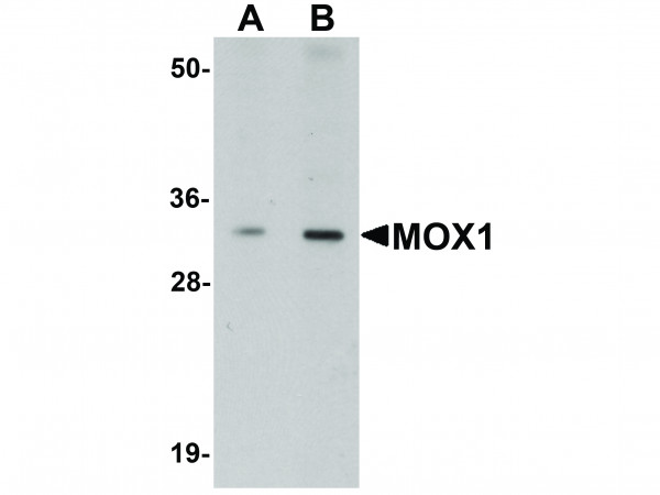 Anti-MOX1