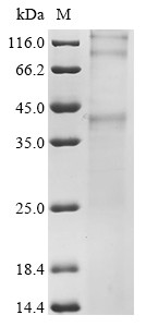 Chemokine-like receptor 1 (Cmklr1), mouse, recombinant