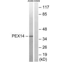 Anti-PEX14
