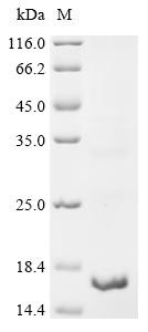 Regenerating islet-derived protein 3-gamma (Reg3g), partial, mouse, recombinant
