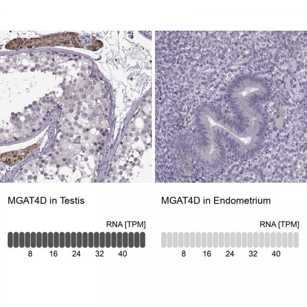Anti-MGAT4D