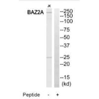 Anti-BAZ2A
