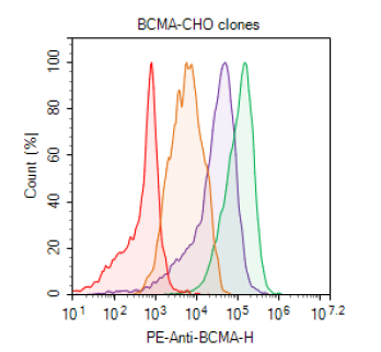 BCMA CHO Recombinant Cell Line (High Expression)
