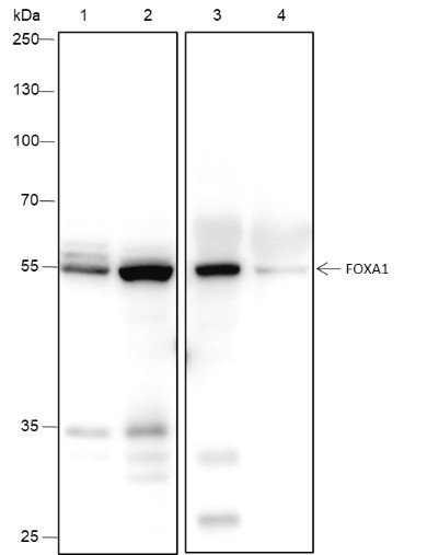 Anti-Recombinant FOXA1, clone A223