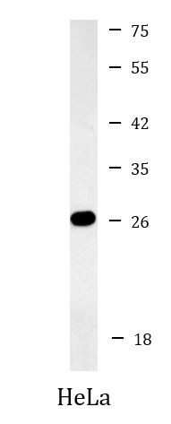 Anti-eIF4E
