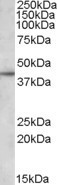 Anti-APOL3, C-terminal