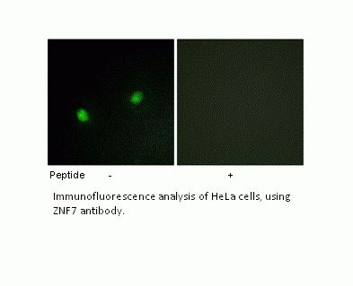 Anti-ZNF7