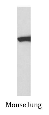 Anti-Calcineurin A