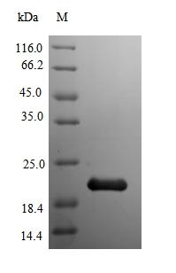 Myoglobin (Mb), mouse, recombinant