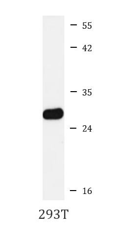 Anti-MTCO3