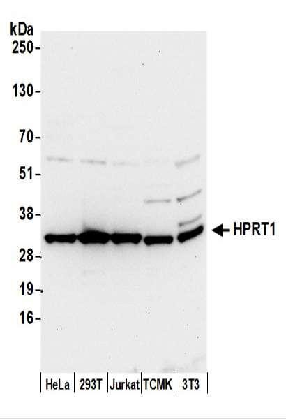 Anti-HPRT1