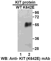 Anti-KIT (K642E)